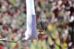 Image of Red-breasted Nuthatch