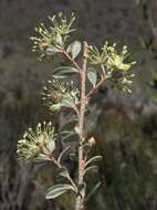 Image of Phebalium squamulosum subsp. ozothamnoides (F. Müll.) Paul G. Wilson