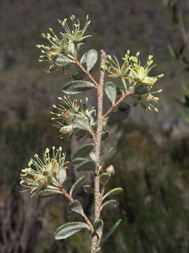 Image of Phebalium squamulosum subsp. ozothamnoides (F. Müll.) Paul G. Wilson