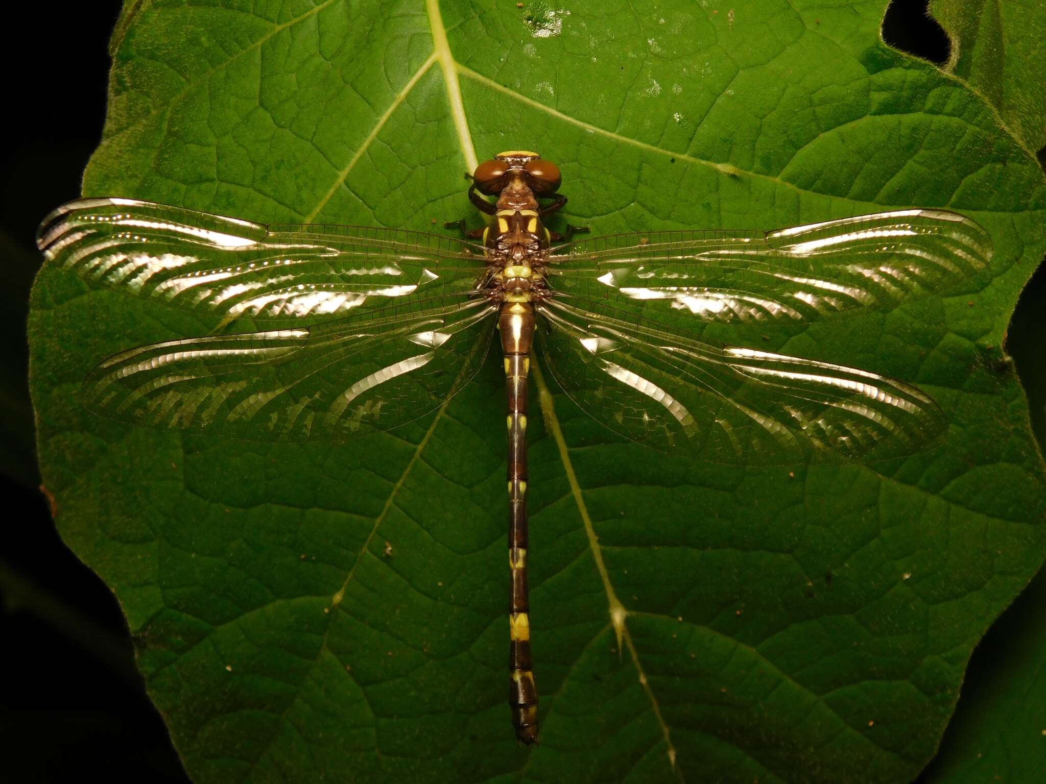 Image of Acrogomphus fraseri Laidlaw 1925