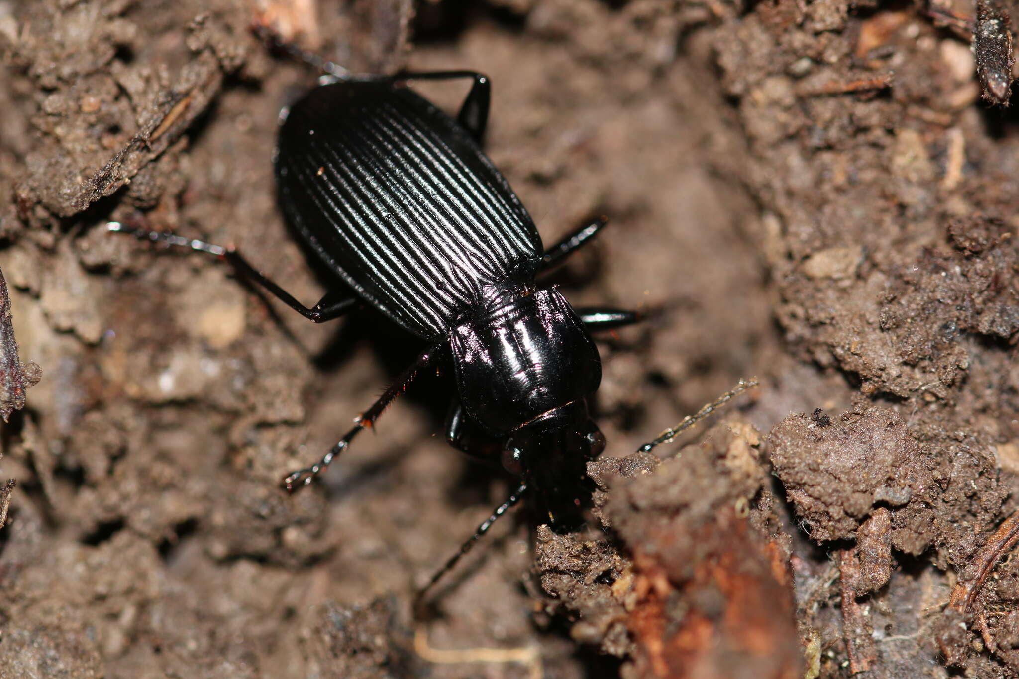 Image of Pterostichus (Platysma) niger (Schaller 1783)