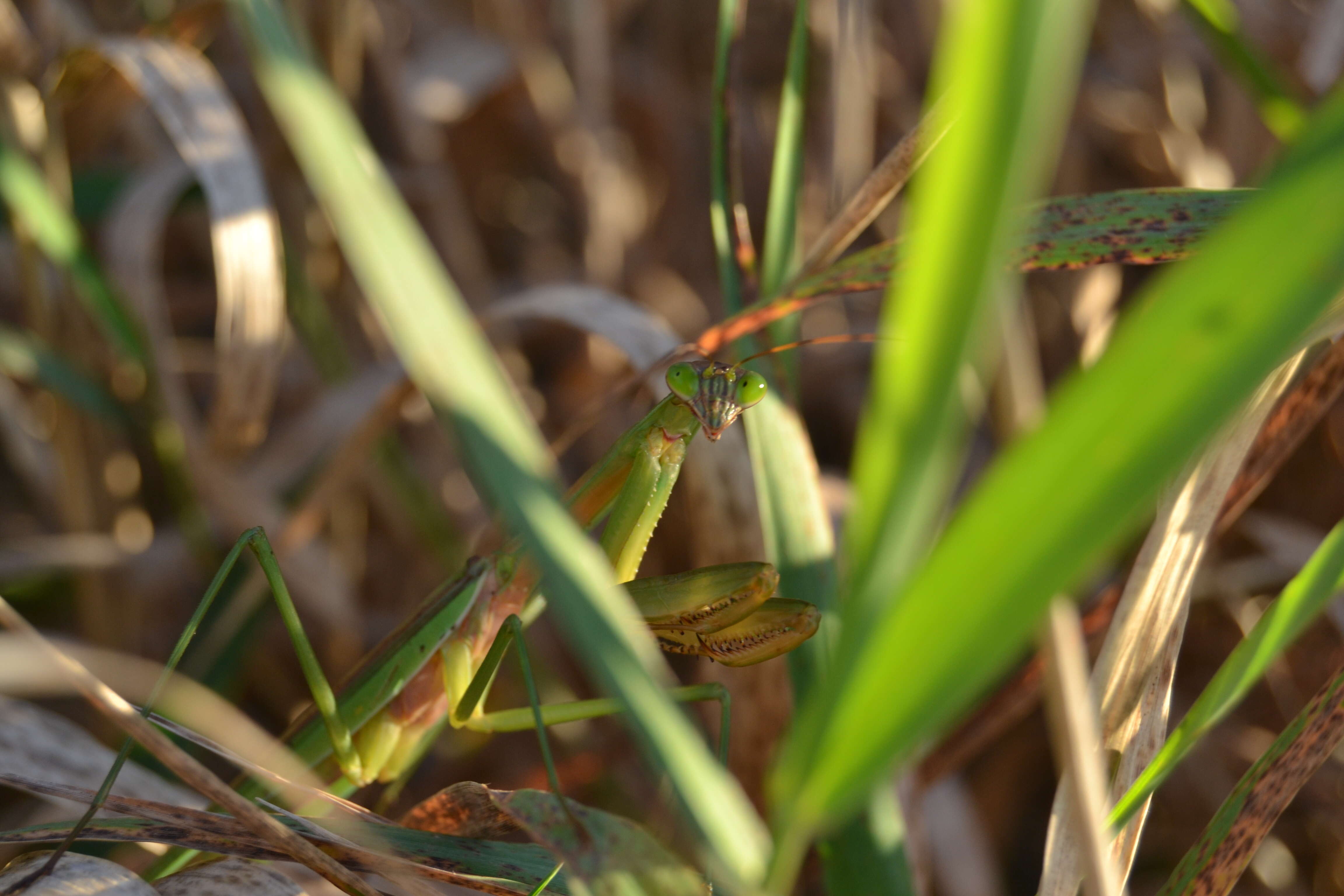 Image of Carolina Mantis