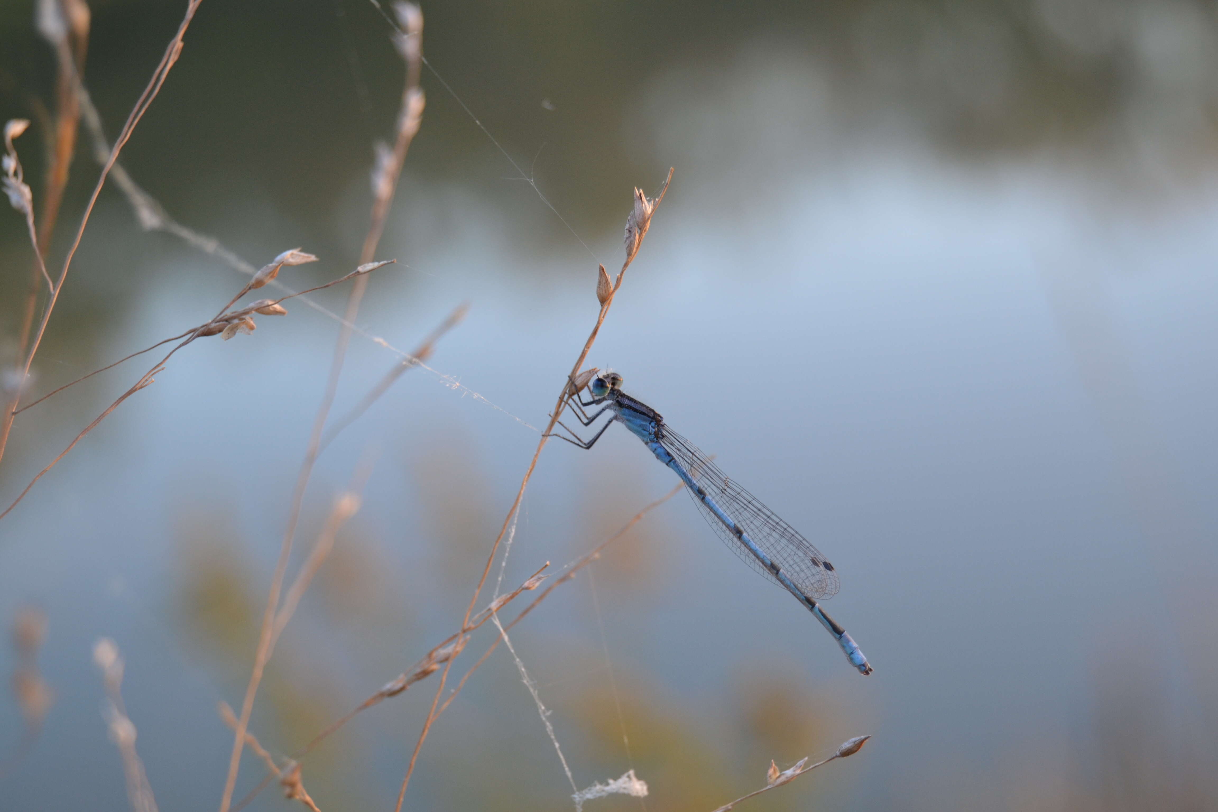 Image of Familiar Bluet