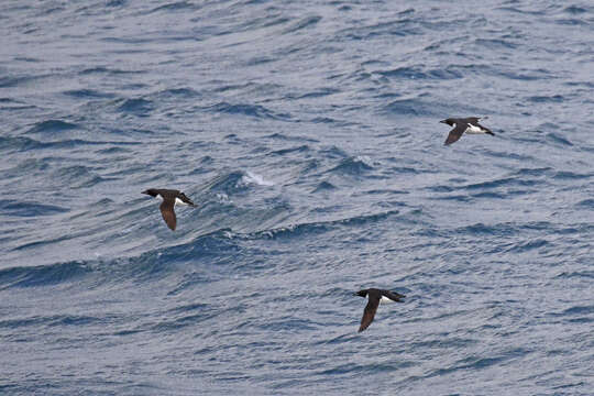 Image of Brünnich's Guillemot