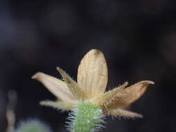 Image of Organ Mountain blazingstar