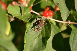 Image of Leptoglossus oppositus (Say 1832)