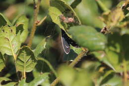 Image of Ctenucha multifaria Walker 1854