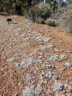 Image of Southern mountain wild-buckwheat