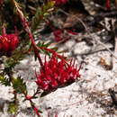 Image of Darwinia virescens (Meissner) Benth.