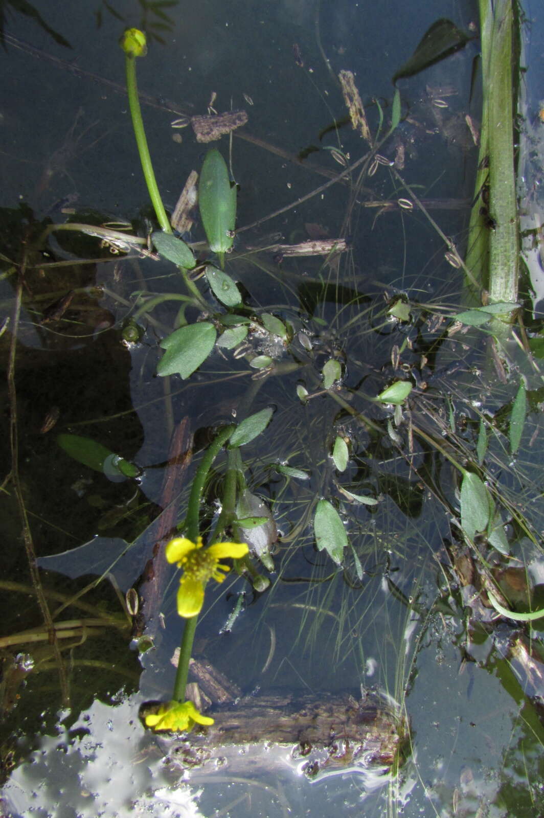 Слика од Ranunculus polyphyllus W. & K. ex Willd.