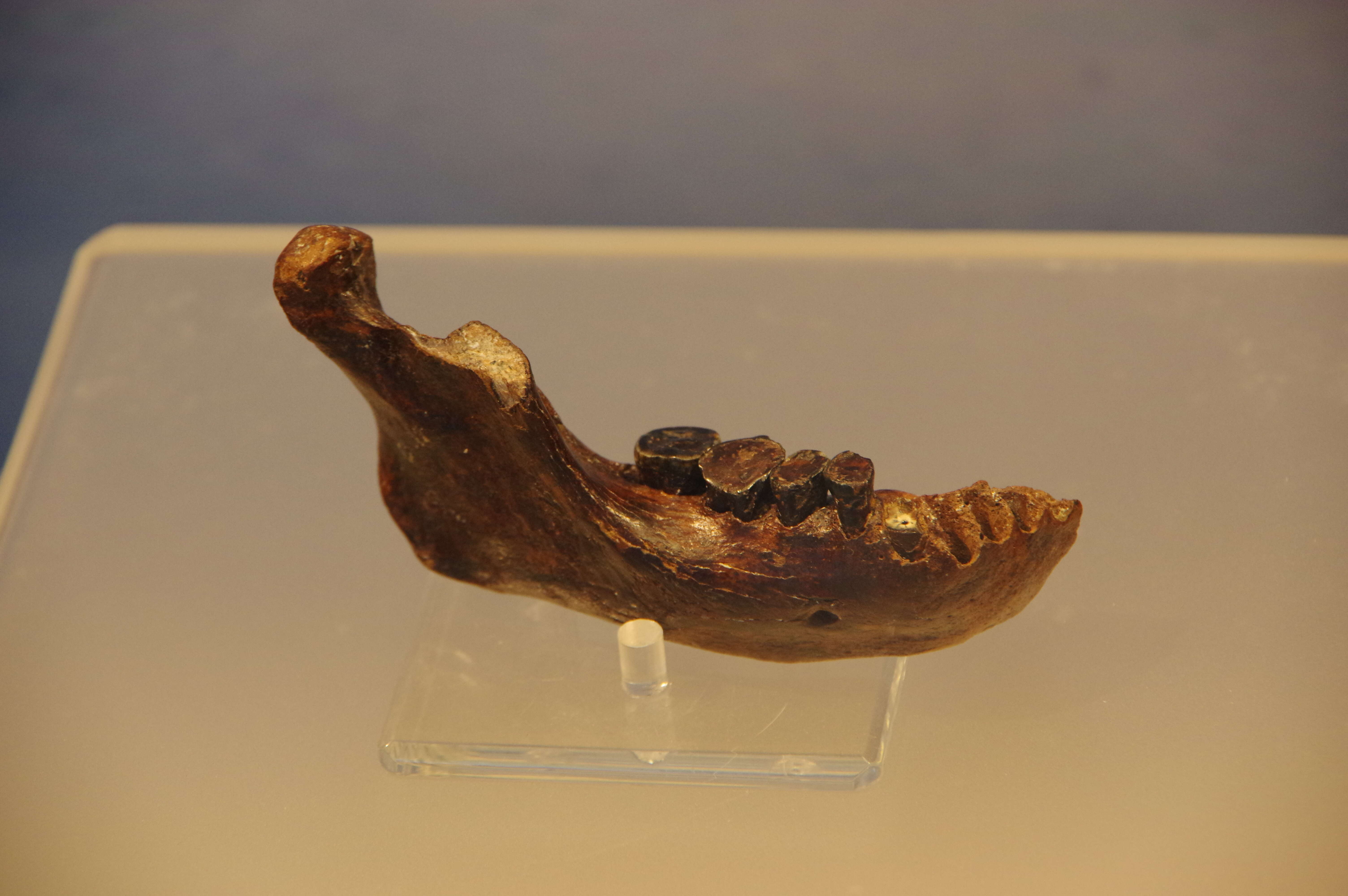 Plancia ëd Homo tsaichangensis