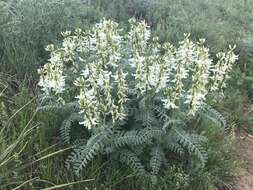 Imagem de Astragalus drummondii Dougl.