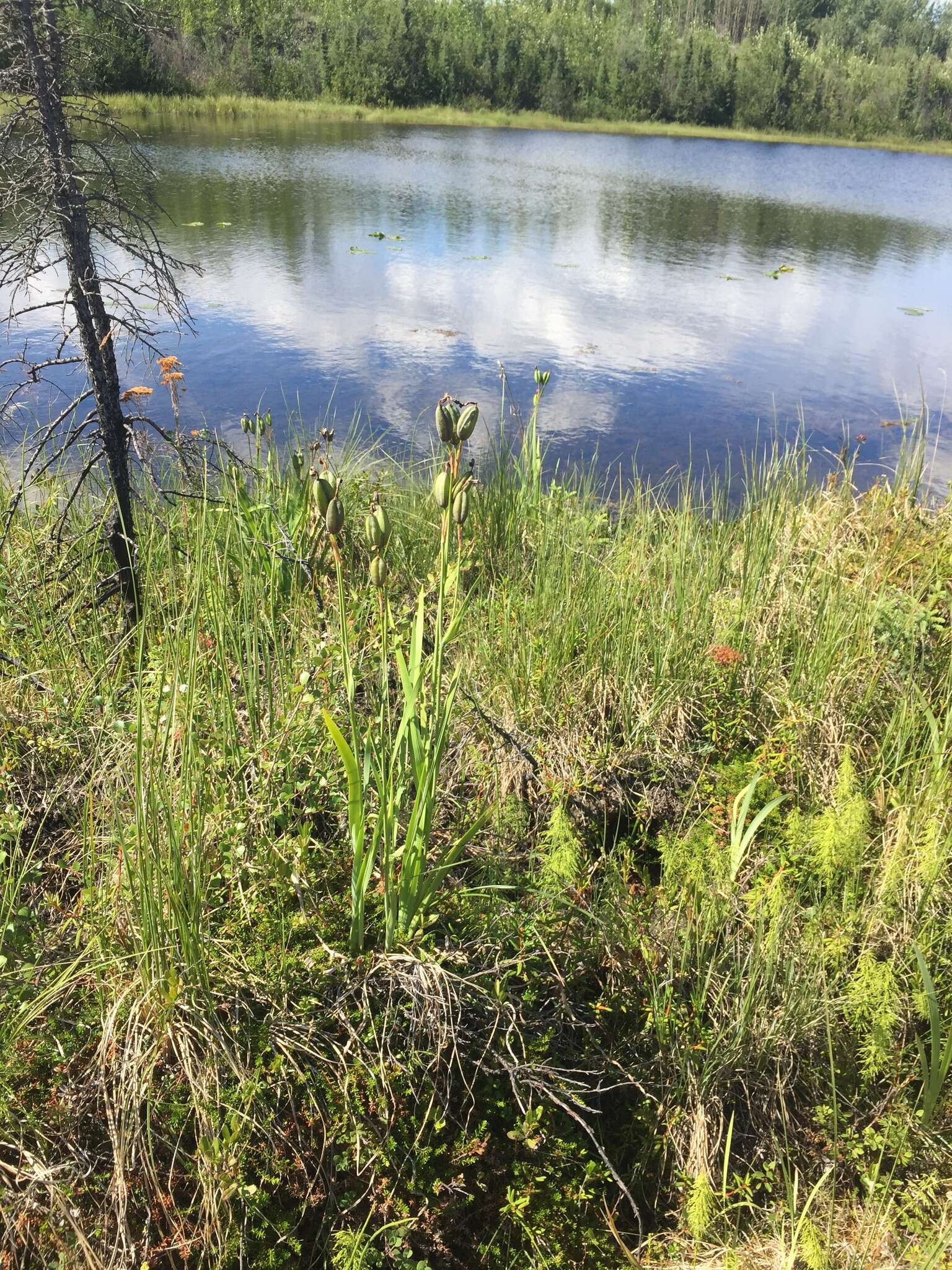 Plancia ëd Iris setosa var. setosa