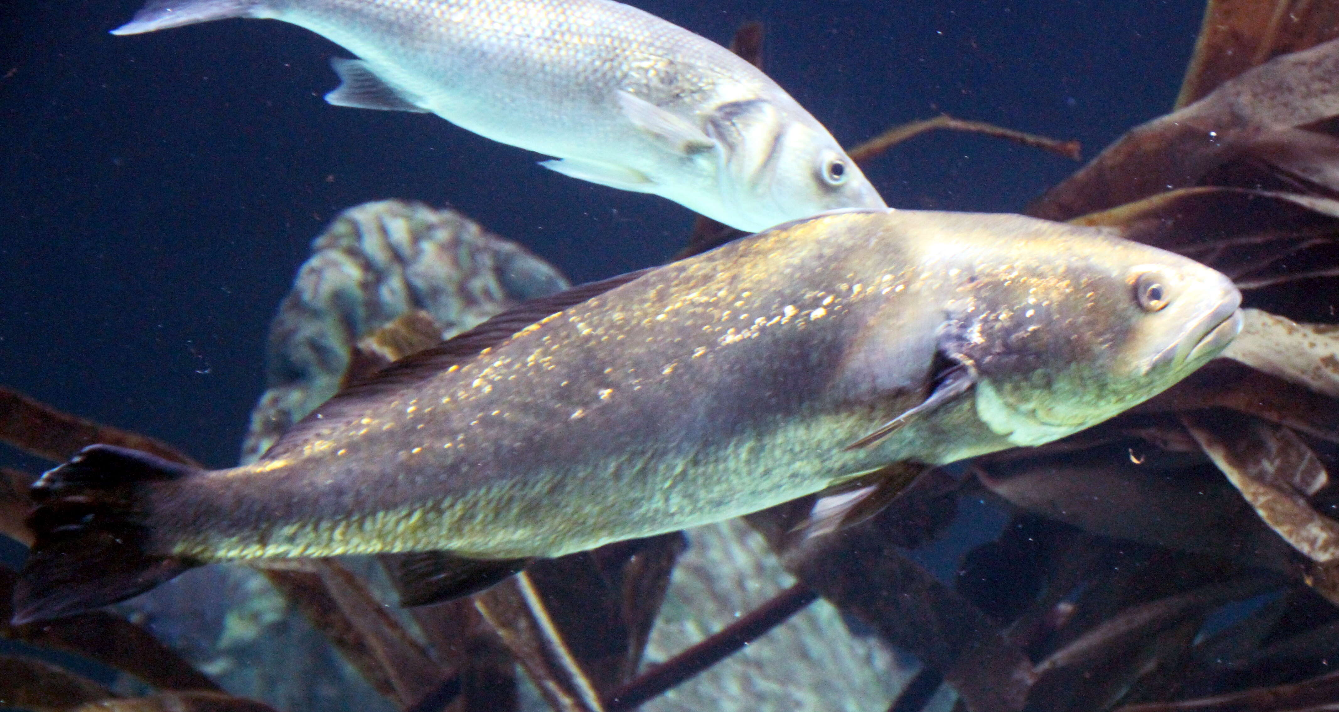 Image of Croaker