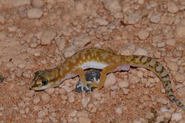 Image of White-spotted Ground Gecko WA