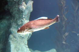 Image of Croaker