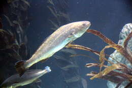 Image of Croaker