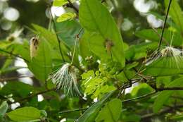 Image de Zapoteca formosa (Kunth) H. M. Hern.