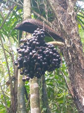 Image of Bactris setosa Mart.