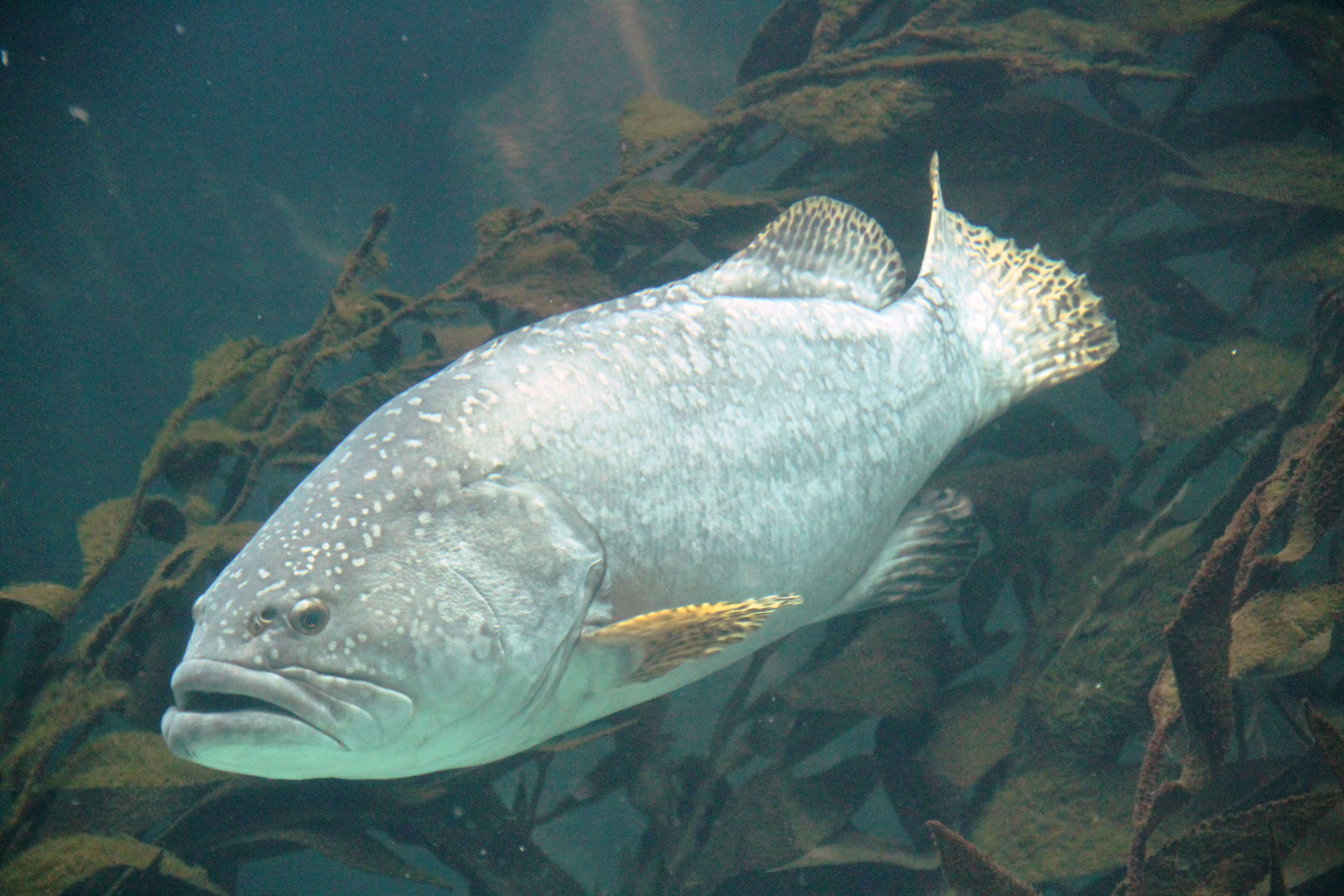 Image of Brindle Bass