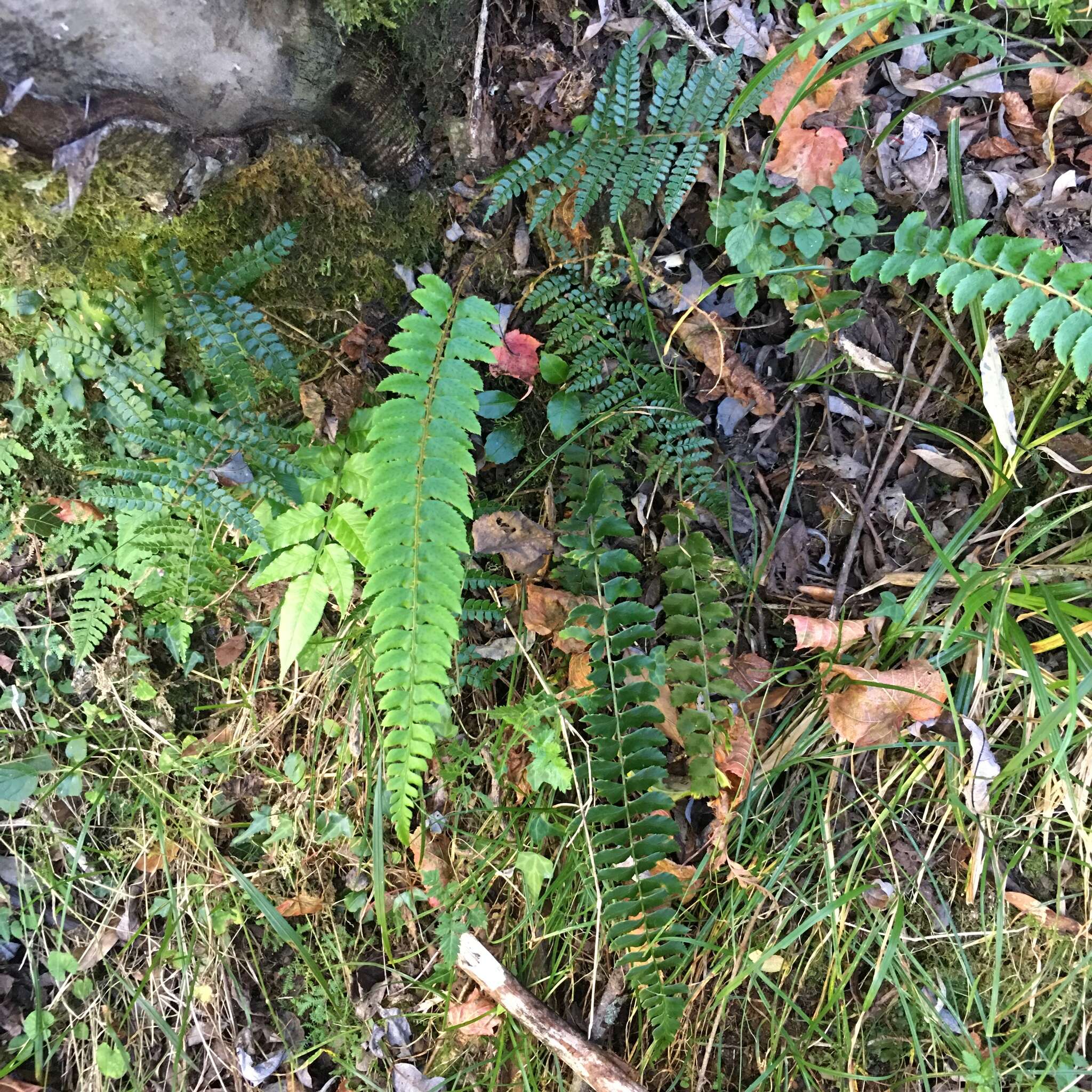 Plancia ëd Polystichum nepalense (Spreng.) C. Chr.