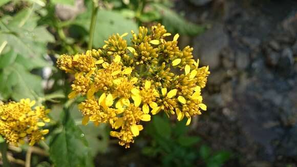 Image of Verbesina olsenii B. L. Turner