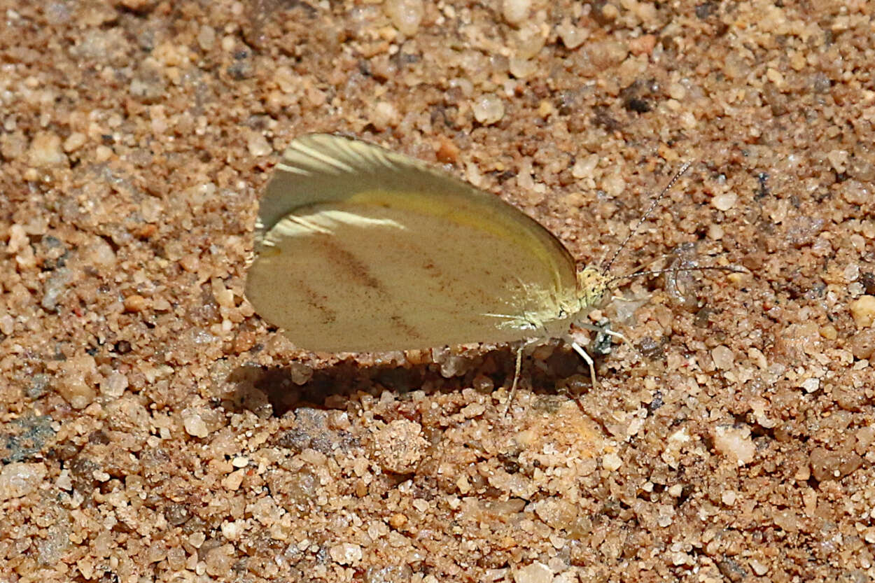 Слика од Eurema herla (Macleay 1826)