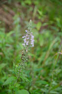 Image of Canada germander