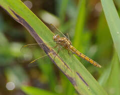 Слика од Orthetrum coerulescens (Fabricius 1798)