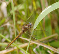 Image of Keeled Skimmer