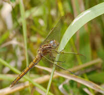 Слика од Orthetrum coerulescens (Fabricius 1798)