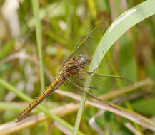 Слика од Orthetrum coerulescens (Fabricius 1798)