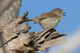 Image of Graceful Prinia