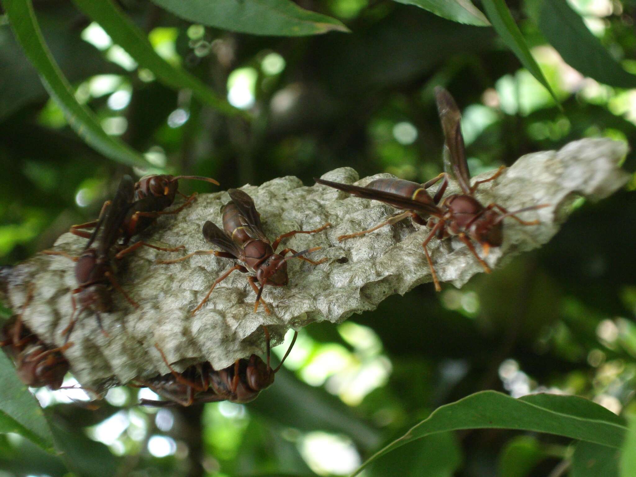 Image of Polistes veracrucis Richards 1978