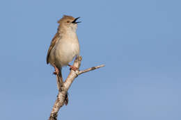 Слика од Prinia gracilis (Lichtenstein & Mhk 1823)
