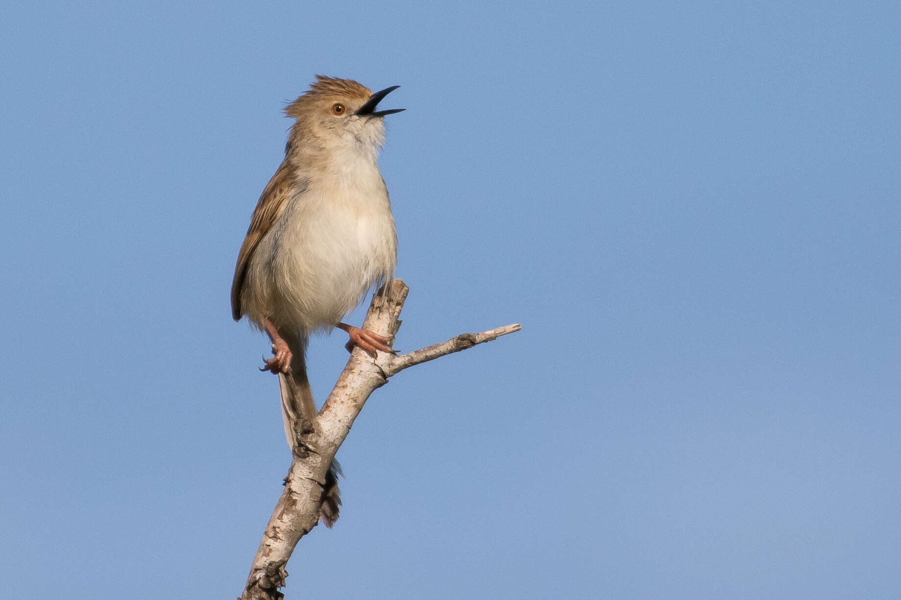Слика од Prinia gracilis (Lichtenstein & Mhk 1823)