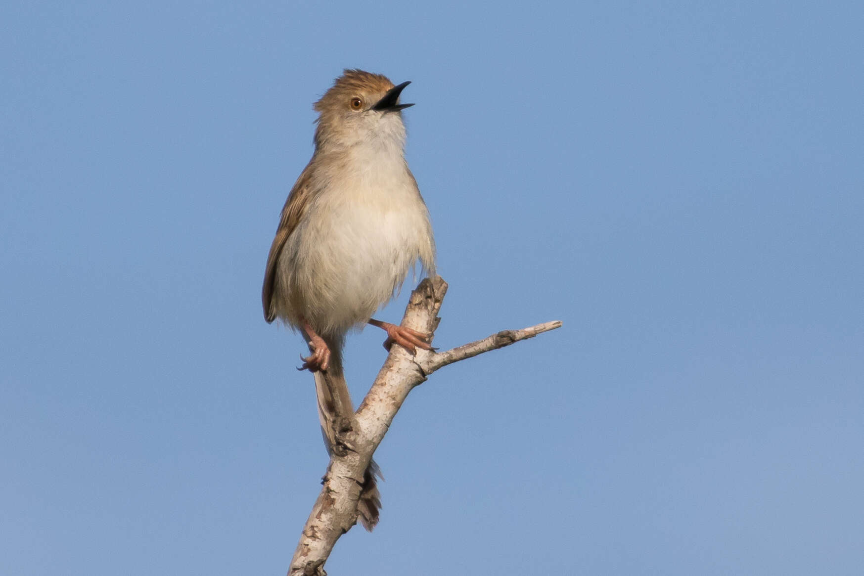 Слика од Prinia gracilis (Lichtenstein & Mhk 1823)