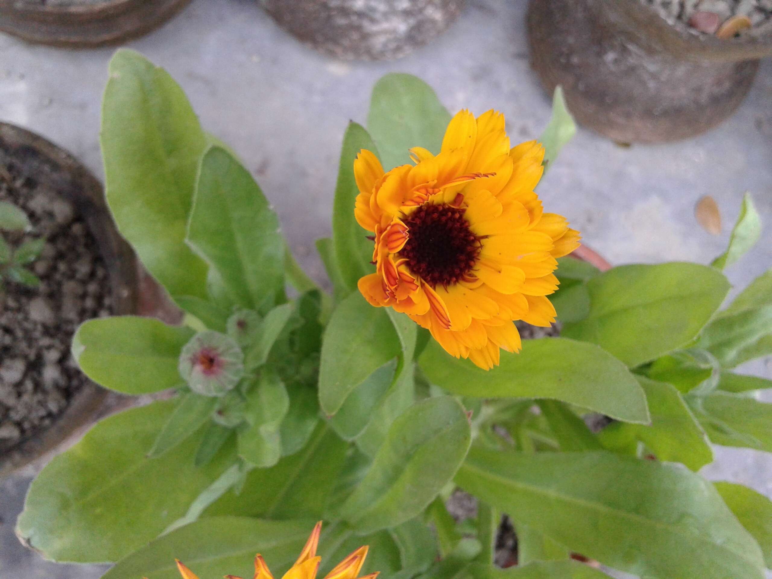 Image of pot marigold