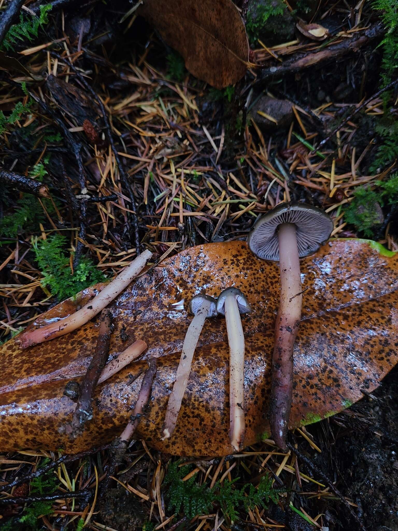 Image of Phaeocollybia fallax A. H. Sm. 1957