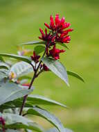 Image of purple cestrum