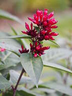 Image of purple cestrum