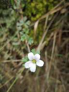 Image of Geranium diffusum Kunth ex Humb., Bonpl. & Kunth