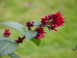 Image of purple cestrum