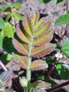 Image of Michaux's sumac