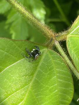 Image of Evarcha albaria (L. Koch 1878)