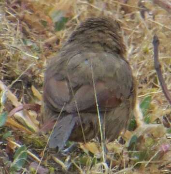 Image of Spot-breasted Thornbird