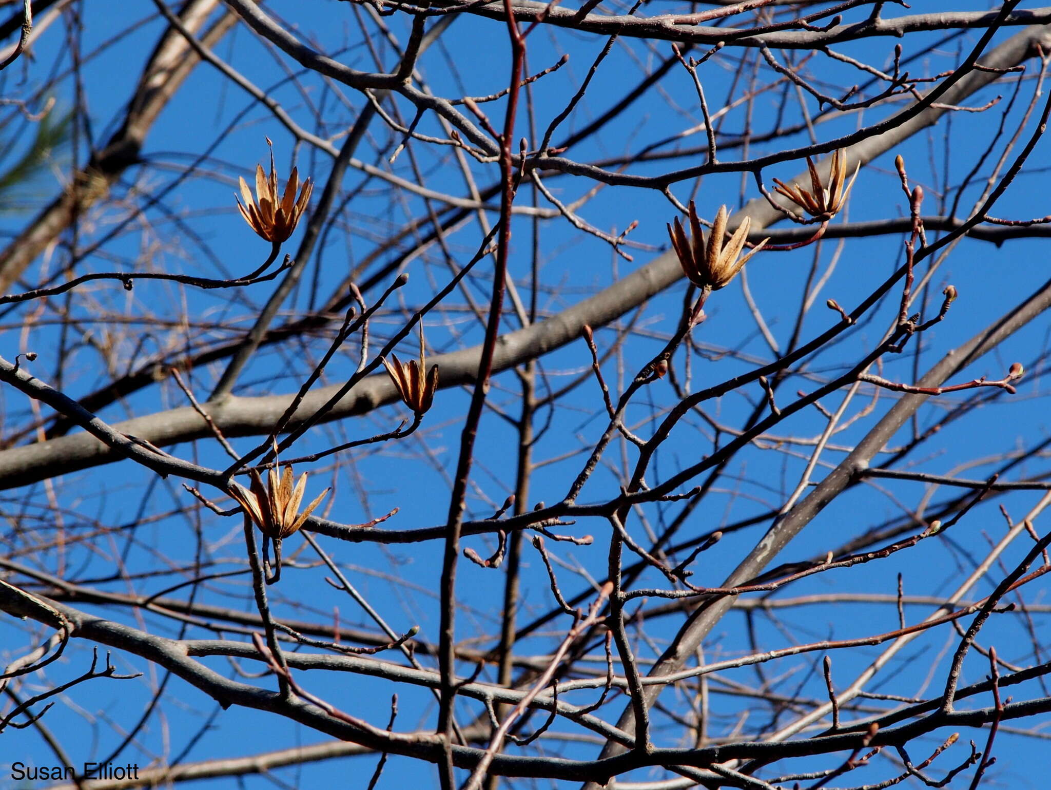 Image of Tulip Trees