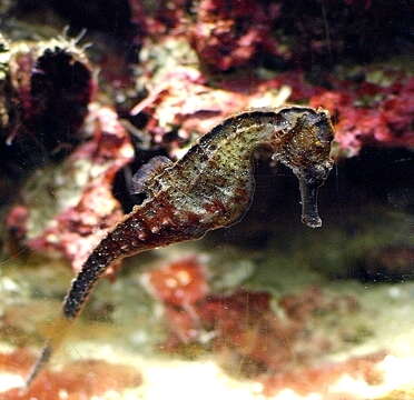 Image of Great Seahorse