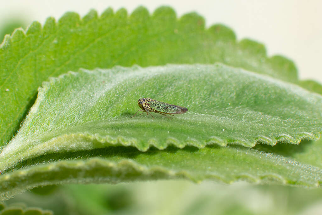 Image of Macugonalia cavifrons (Stal 1862)