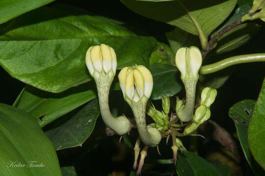 Image of Ceropegia evansii Mc Cann